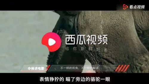 草国产在线观看视频,揭秘热门视频背后的精彩故事