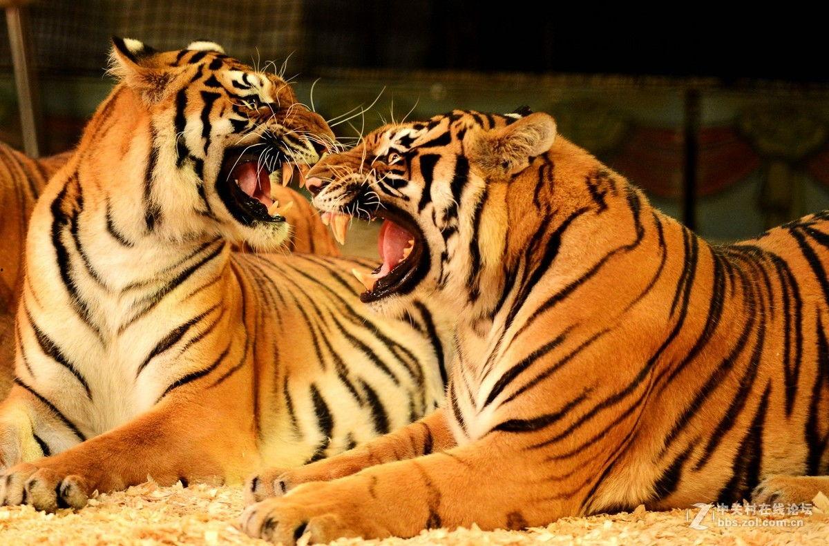 国产老虎三兄弟视频,萌态可掬的森林守护者